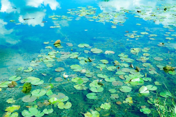Lily pads on blue water reflecting the sky.