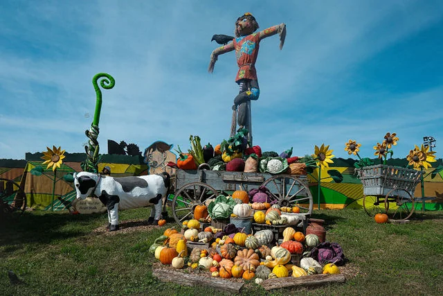 An autumn display of pumpkins, gourds, and a scarecrow at Linvilla.