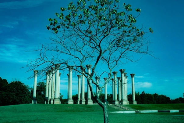 A tree in front of stone columns beneath a blue sky.