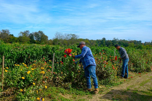 Visitors picking colorful flowers beside an orchard field under a blue sky.